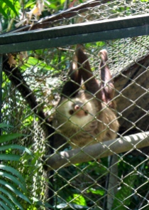 Two toed sloth, Zoologica Simon Bolivar