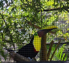Chestnut-mandibald toucan, Zoologica Simon Bolivar