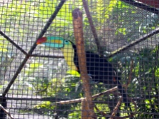Keel-billed toucan, Zoologica Simon Bolivar