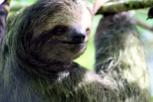Three-toed sloth - La Selva Biological Reserve
