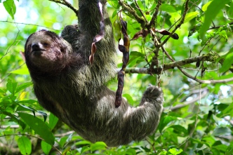 Three-toed sloth - La Selva Biological Reserve