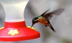 Mountain-gem hummingbird