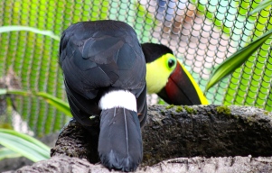Chestnut mandibald toucan - La Paz Waterfall Gardens
