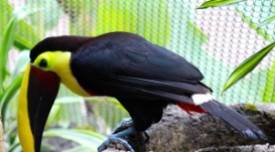 Chestnut mandibald toucan