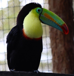 Kell-billed toucan