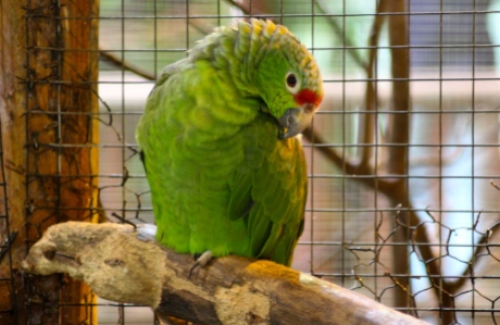 Red-lored parrot