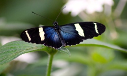 Doris Longwing butterfly