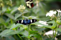 Doris Longwing butterfly