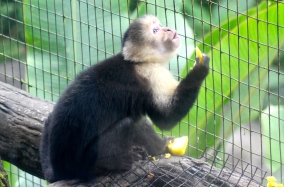 White throat capuchin monkey