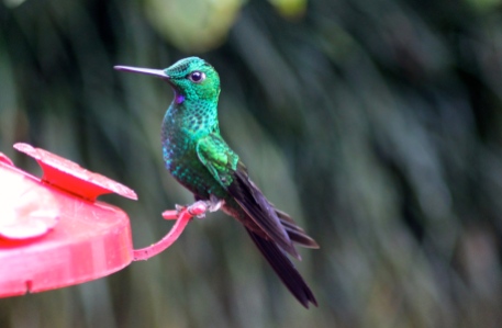 Stripe-tailed hummingbird?