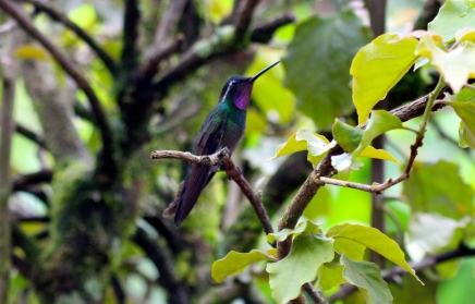 Purple-throated mountain gem hummingbird