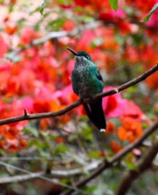 Green-crowed brilliant hummingbird