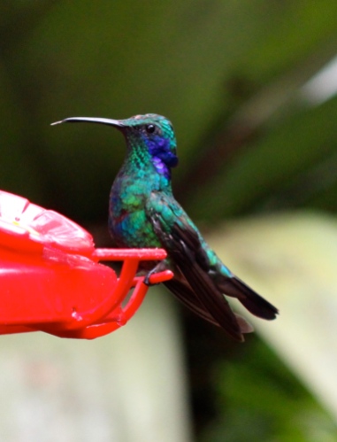 Green Violetear hummingbird