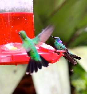 Green Violetear & Green crowned brilliant hummingbirds