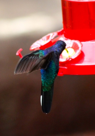 Green Violetear hummingbird