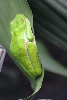 Gaudy/ Red-Eyed Leaf Frog