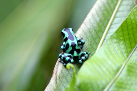 Black & Green Dart Frog