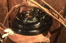 Chicken/ Yellow Rat Snake