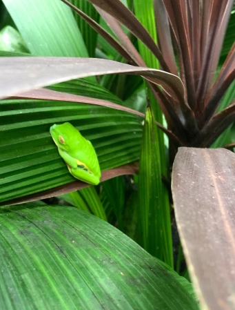 Red Eyed Leaf Tree Frog