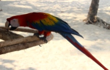 Scarlet Macaw, Isla Tortuga