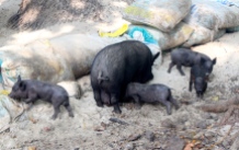 Piggies, Isla Tortuga