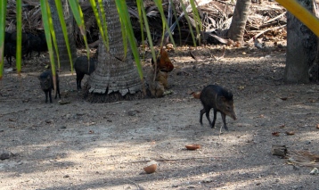Wild Boar, Isla Tortuga
