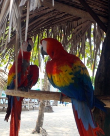 Scarlet Macaws, Isla Tortuga
