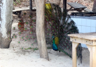 Peacock, Isla Tortuga - trying to find our leftovers in the kitchen