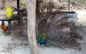 Peacock, Isla Tortuga