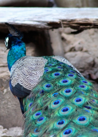 Peacock, Isla Tortuga