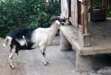 Goat, Xandari Resort