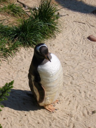 African Penguin, Living Coasts, Torquay