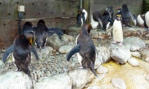 Macaroni penguins, Living Coast, Torquay