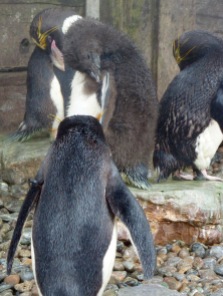 Macaroni penguins, Living Coast, Torquay
