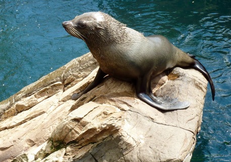 Seal, Living Coast, Torquay