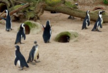 African Penguins, Living Coast, Torquay