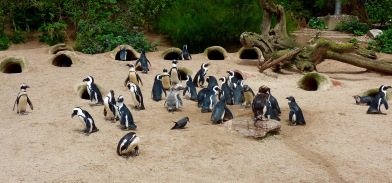 African Penguins, Living Coast, Torquay